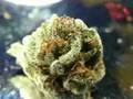 sexy marijuana from califormia made by pornstars