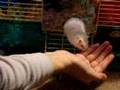 Hamsters - All Grown Up
