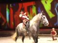 Cavalia: a Dazzling Display of Horse Power and Beauty