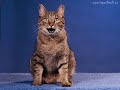 104 Śmieszne koty i kocięta / 104 Funny cats & cats