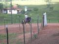 videos de Bruno cavaleiro