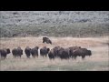 Yellowstone Grizzly and Bison
