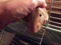 Rats are the perfect pet!
