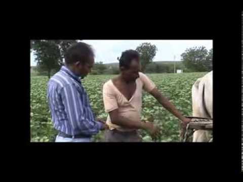 how to fertilize cotton