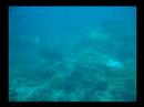 Dive Bicol