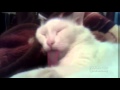 Long tongue (Длинный Язык)