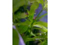 Photosynthesis under water