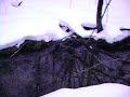 deer tracks deer tracks