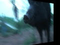 Porky, Wild Hog, Gets Hosed