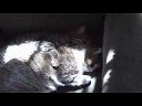 cerebellar hypoplasia in cats (Chinese subtitle ????) cerebellar hypoplasia in cats (Chinese subtitle ????)