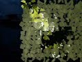 Medusas