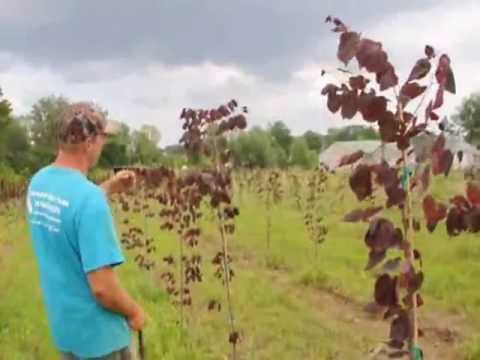 how to fertilize redbud trees