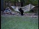 Black Bear Climbing onto Hammock Black Bear Climbing onto Hammock