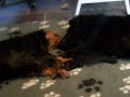 Eurasier and cav playing around