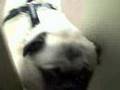Flip Ultra Test - Office Pug