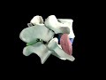 Biomecanica Unidad Vertebral