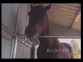 comedy32 afv comedy