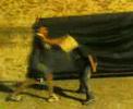 Italia1 cassa Live in rodello