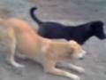videos de petiza cuto y tripita