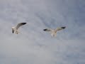 Biloxi Seagulls Biloxi Seagulls