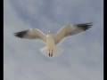 videos de Biloxi Seagulls