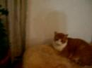 Cats Relaxing Cats Relaxing