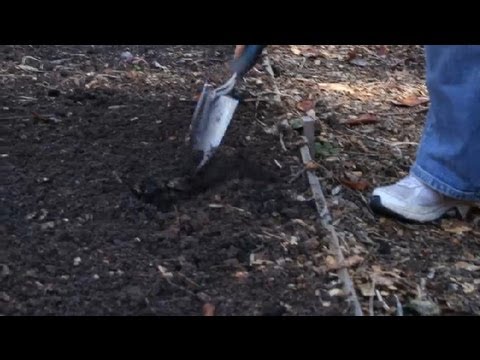 how to fertilize vegetable garden soil