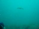 Ilha do Arvoredo Dive
