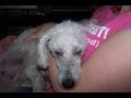 Caniche video