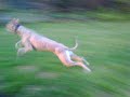 Lottie the Whippet - Showing off on the Trampoline!