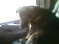 Rufus eats TimBits