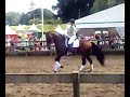 Kür Anky & Krack C tijdens Ascot in Rhoon Kür Anky & Krack C tijdens Ascot in Rhoon