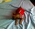 naughty dog!