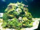 reef