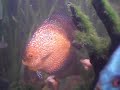 Aquario-Acara Discus