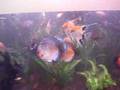 Aquario-Acara Discus