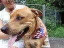 Marquette County Humane Society-Shelter Staff Pick - Shades