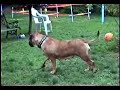 DEXT-ORR BULLMASTIFFS DOGS  PUPS PLAYING YARD  NURSERY