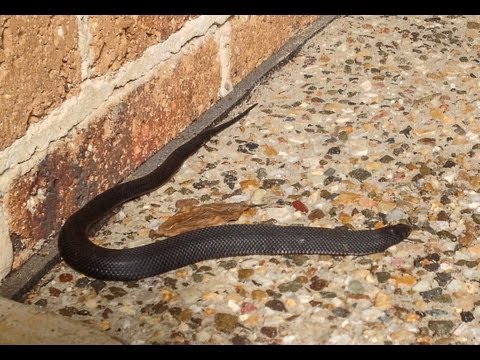 porphyriacus - A young snake was seen basking in the sun near my home. Not wanting it to go inside I persuaded it to head back into the garden. I would never try to hurt on...