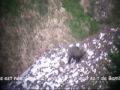 Vidéo d'une jeune ourse puis de l'ourse Hvala avec ses deux oursons - Melles - 31