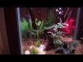 Fish in my aquarium
