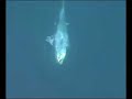 Big game fishing - Trolling for little tunnies, Adriatic