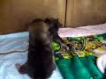 古典純血紀州犬・都多加良荘7