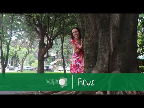 how to transplant ficus tree