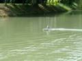 air boat rc