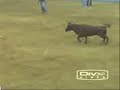 suelta de vaquillas en huelma
