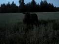videos de danse med elgen 2