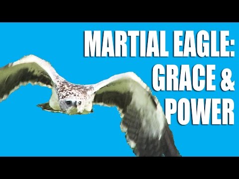 Martial Eagle – Grace and Power