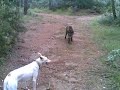 Jabalí y Nika