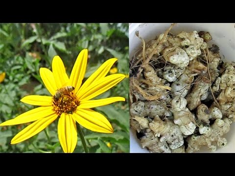 how to harvest and store jerusalem artichokes